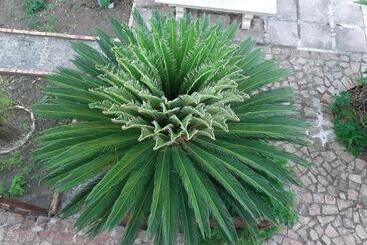 تختخواب و صبحانه Villateresa