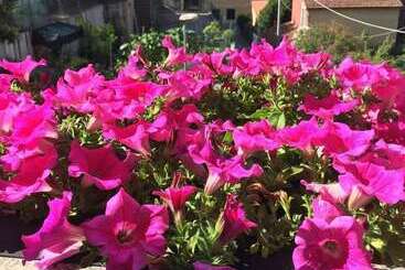 تختخواب و صبحانه Il Capriolo  Bed&breakfast