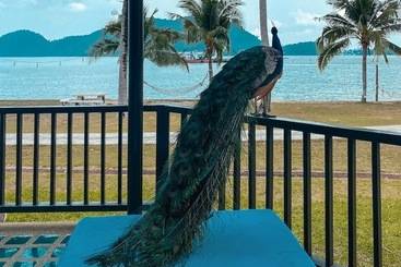 استراحتگاه The Aiyapura Koh Chang