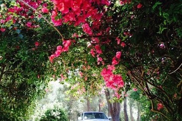 تختخواب و صبحانه Villa Dei Pini