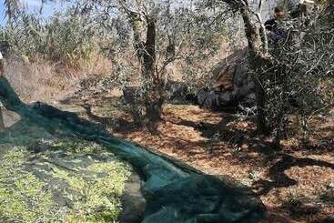 هتل Ciriga Sicily Glamping Resort