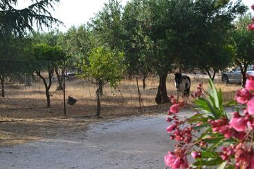 مسافرخانه Case Vacanze La Giara