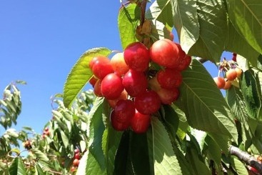 هتل روستایی Quinta Da Pereira E Enricas Agro Turismo