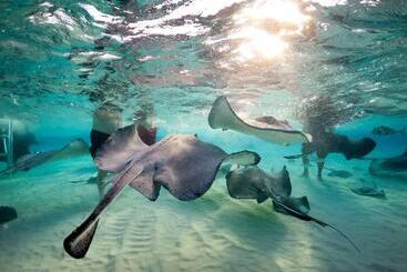 Wyndham Reef Resort, Grand Cayman