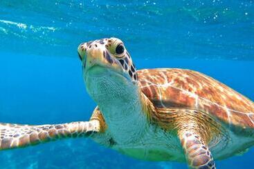 تختخواب و صبحانه Casa Mantana Bonaire
