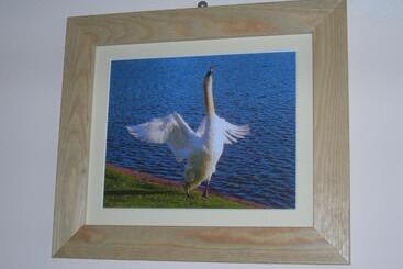 فندق صغير The Swan