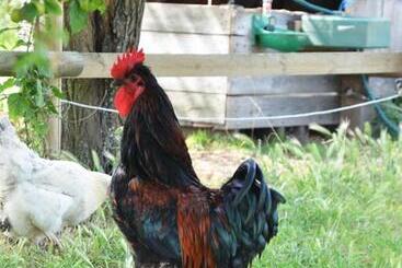 تختخواب و صبحانه La Petite Ferme