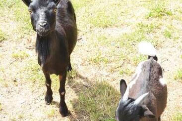 تختخواب و صبحانه La Petite Ferme