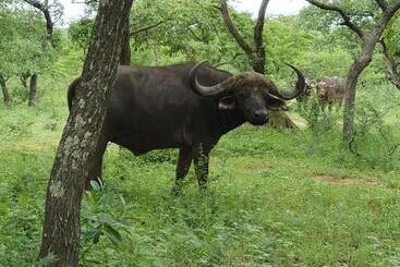 هتل Kingfisher Creek Safari Lodge