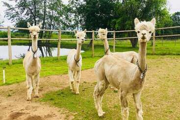 Raven Suite At Rellik House. Winery & Alpaca Farm