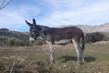 Cortijo El Llano