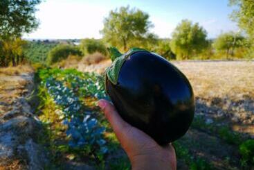 هتل Mennuli&alivi   Organic Farm