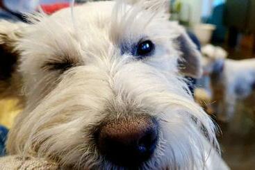 مبيت وإفطار The Orange Fox Lux Room And Hot Tub At The Grumpy Schnauzer Guest House