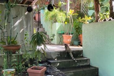 هاستل The Green Iguana