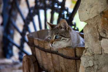 تختخواب و صبحانه Casa Go'el