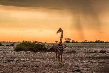 هتل Eagle Tented Lodge & Spa Etosha