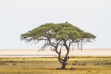هتل Eagle Tented Lodge & Spa Etosha