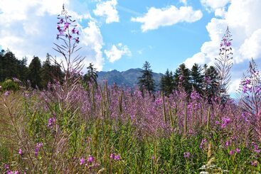 Общежитие Auberge De Jeunesse Hi Serre Chevalier