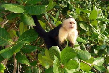 El Colibri Lodge - Playa Manzanillo
