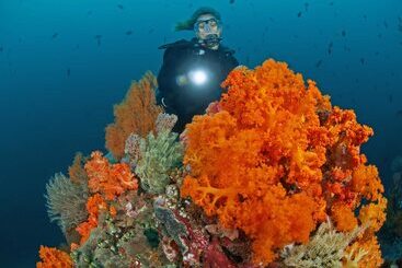 هتل Murex Bangka Dive Resort