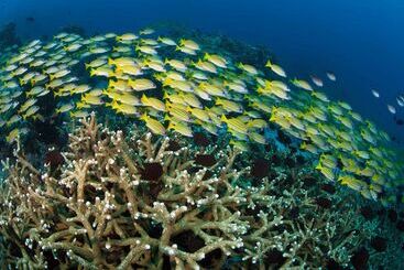 هتل Murex Bangka Dive Resort