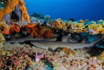 هتل Murex Bangka Dive Resort