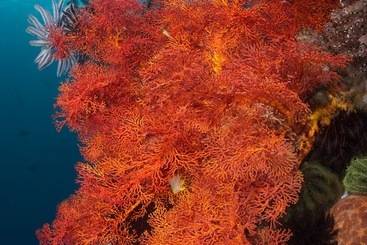هتل Murex Bangka Dive Resort