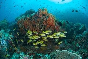 هتل Murex Bangka Dive Resort