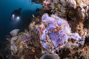 هتل Murex Bangka Dive Resort