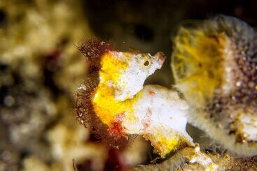 هتل Murex Bangka Dive Resort