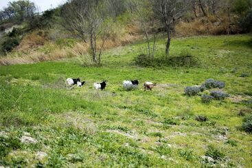 هتل روستایی Al Regio Tratturo