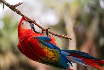호텔 Amak Iquitos Ecolodge   All Inclusive