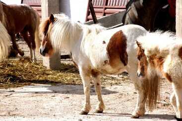 בית מלון כפרי Le Vallon Vert   Club Equestre