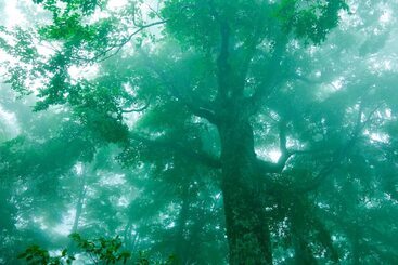 Ryokan Bunano Sato Shirakamikan
