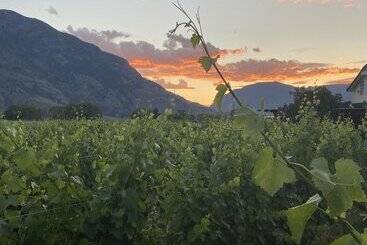تختخواب و صبحانه Crowsnest Vineyards Guesthouse