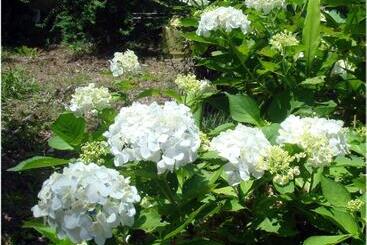 בית מלון כפרי Bunbuku No Yu