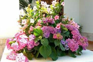 تختخواب و صبحانه Le Camelie