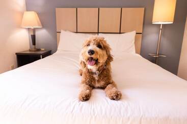 Hotel Sonesta Simply Suites Boston Burlington