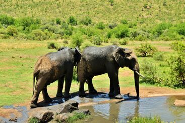 هتل Kwa Maritane Bush Lodge