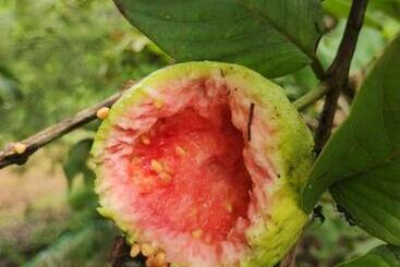 هتل Megh Malhar Agro Tourism