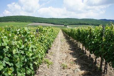 هتل Vinoterria