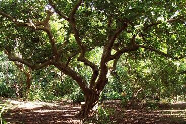 هتل Quinta Das Buganvilias