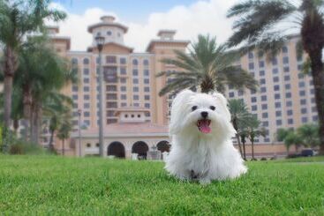 Отель Rosen Shingle Creek