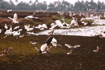 هتل Coconut Lagoon Kumarakom  A Cgh Earth Experience
