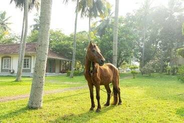 Hotel Tamarind Tree Garden Resort
