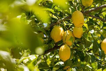 Agroturisme Can Planells