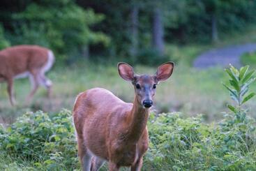 هتل Taboo Muskoka
