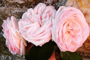 هتل Kalderimi Country House