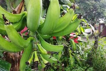هاستل Monteverde Ecolove