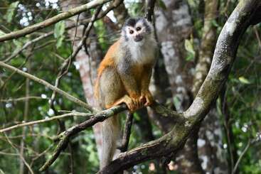 هتل Manuel Antonio Park